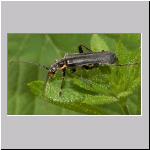 Cantharis obscura - Weichkaefer 01.jpg